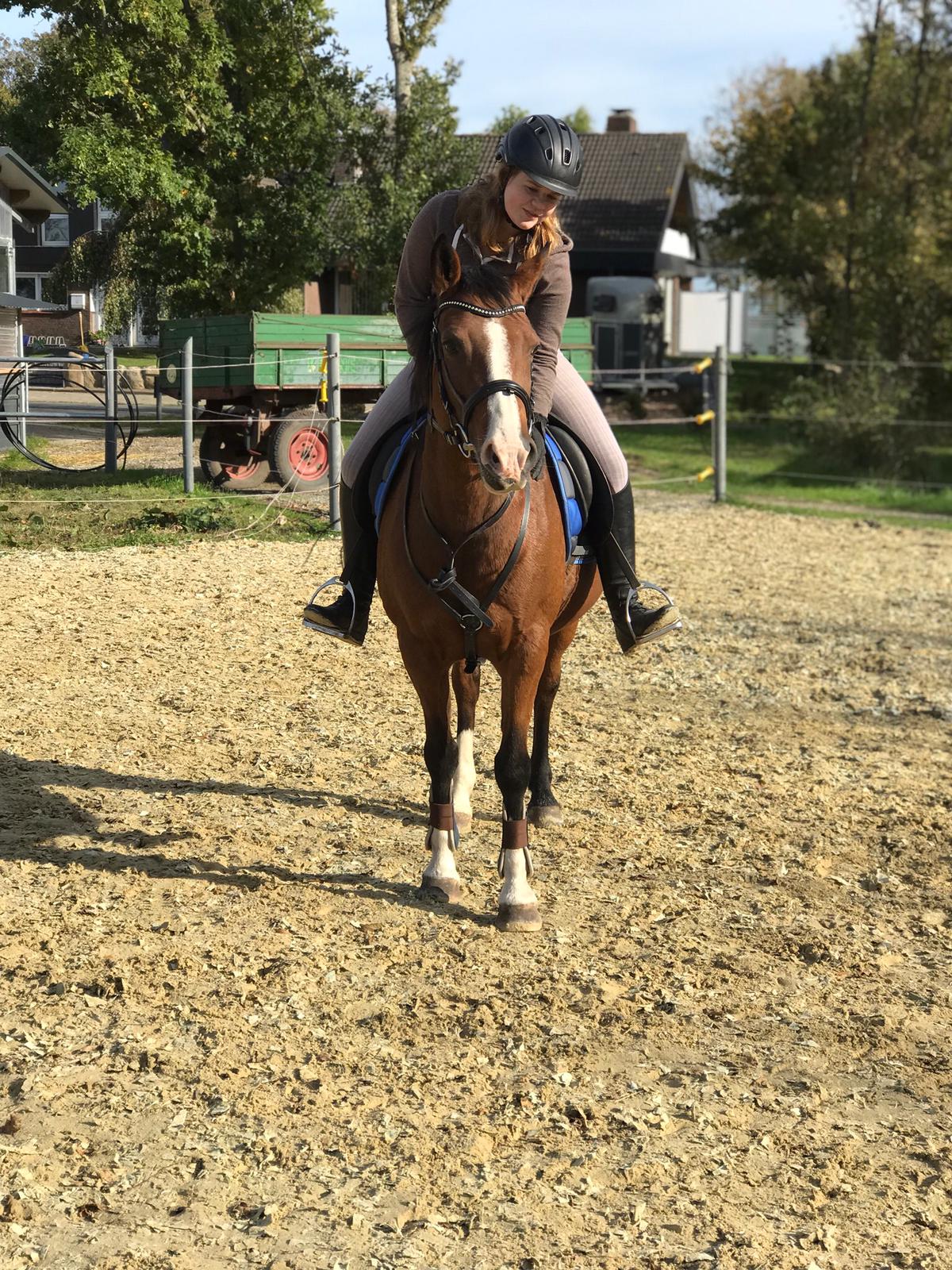 Deutsches Reitpony, Stute - Beauty - von Meike S.