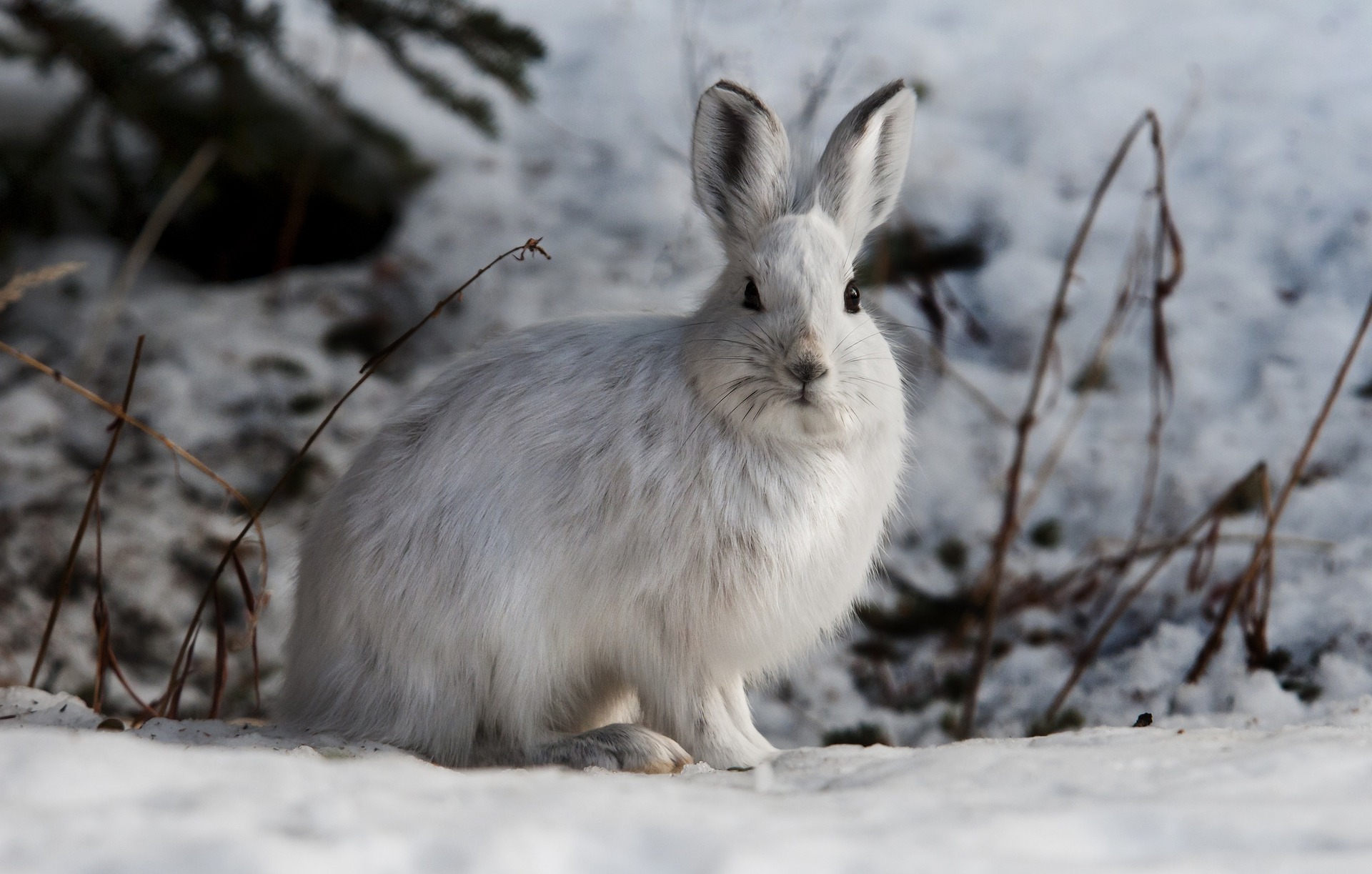 Der Schneehase hat im Winter ein dickes, warmes weißes Fell (via Pixabay von Skeeze)