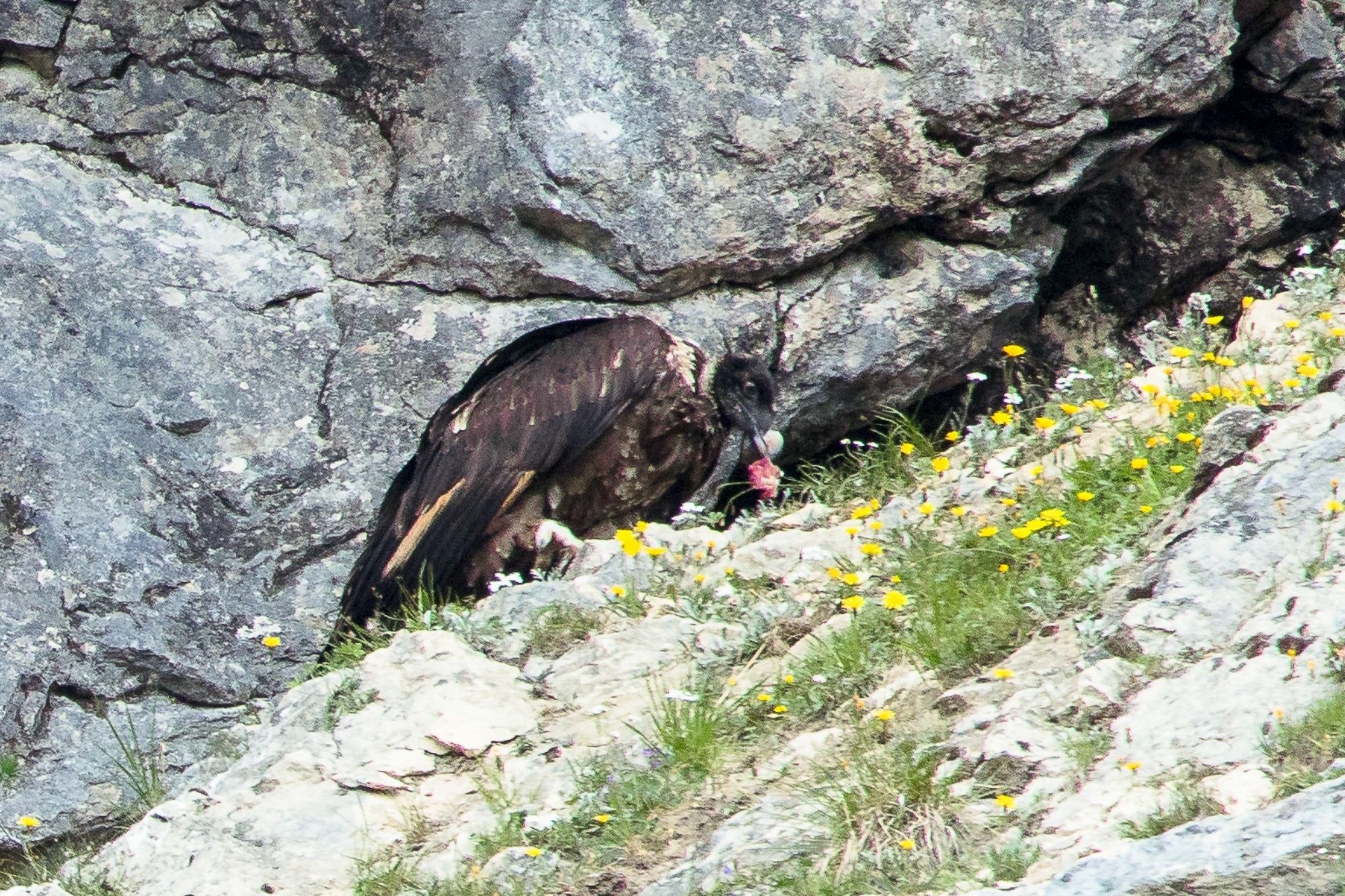 Bartgeier beim Fressen - R. Straub