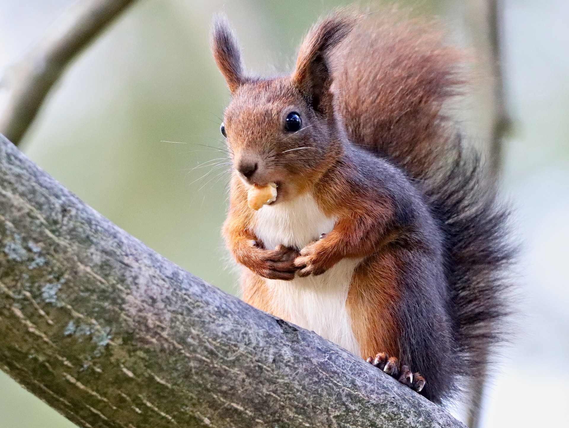 Das Eichhörnchen sammelt Vorräte für den Winter (via pixabay)