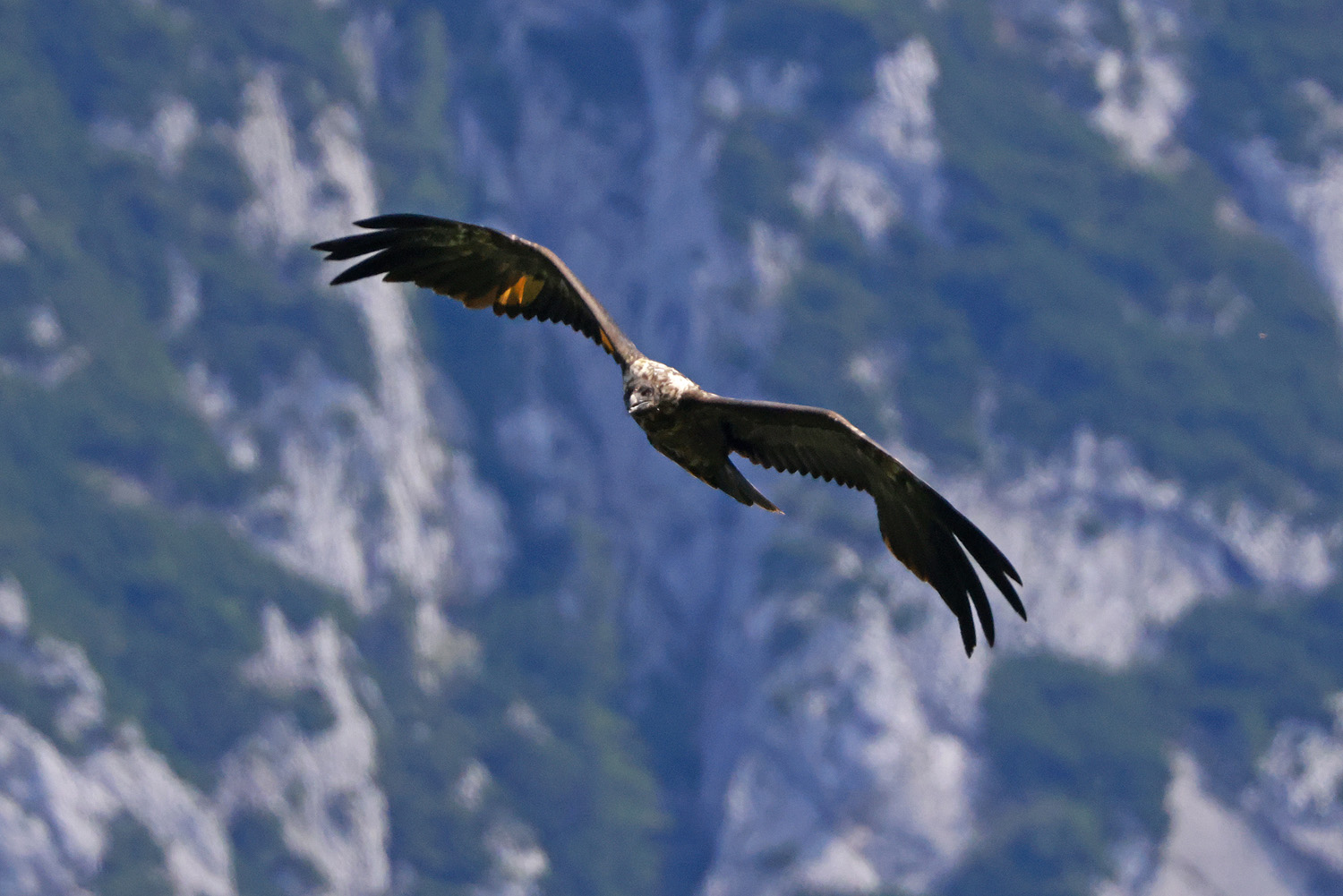 Bartgeier Wally im Flug - M. Leitner