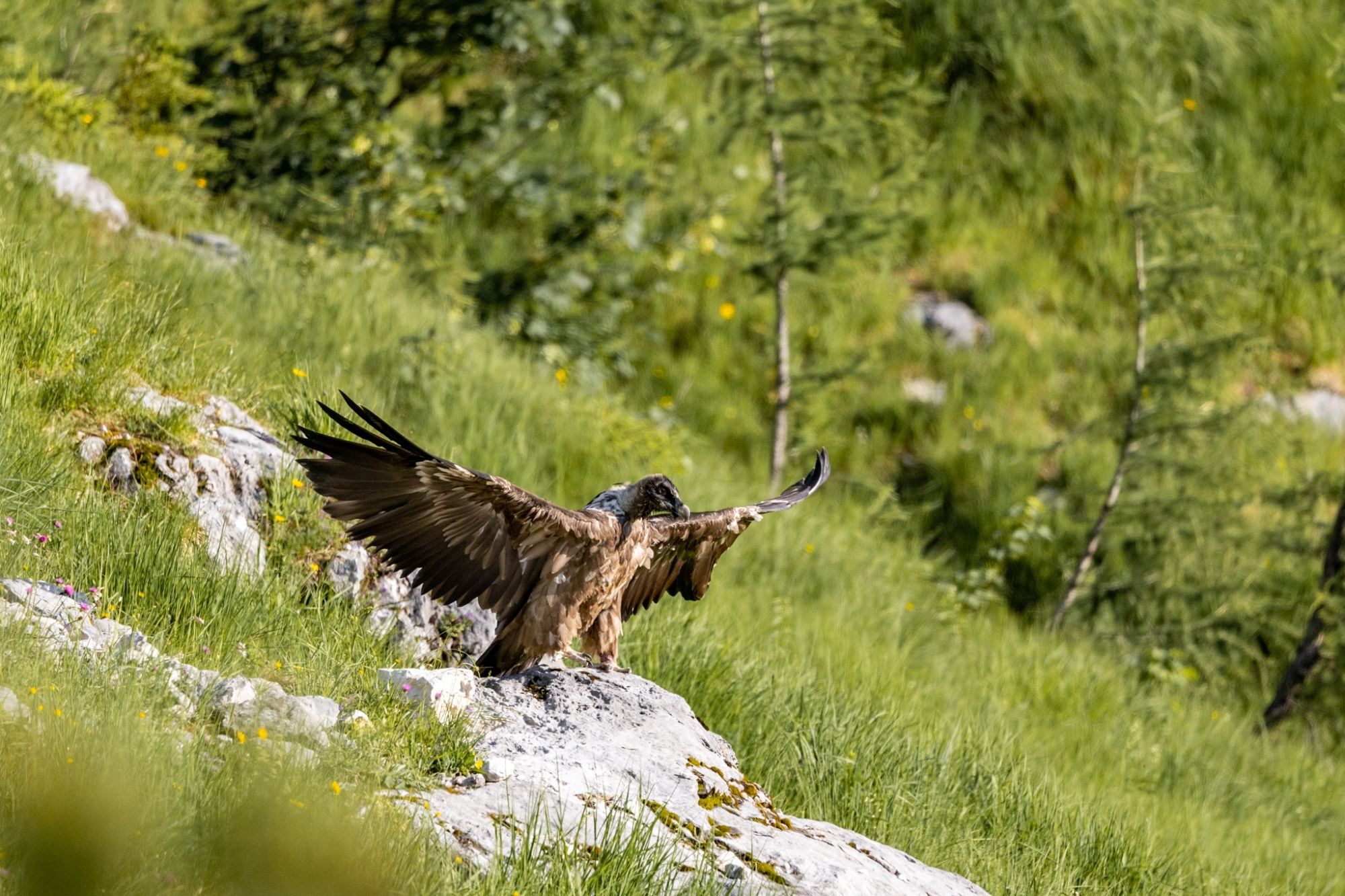 Bartgeier Bavarias erster Flug in die Freiheit - R. Straub