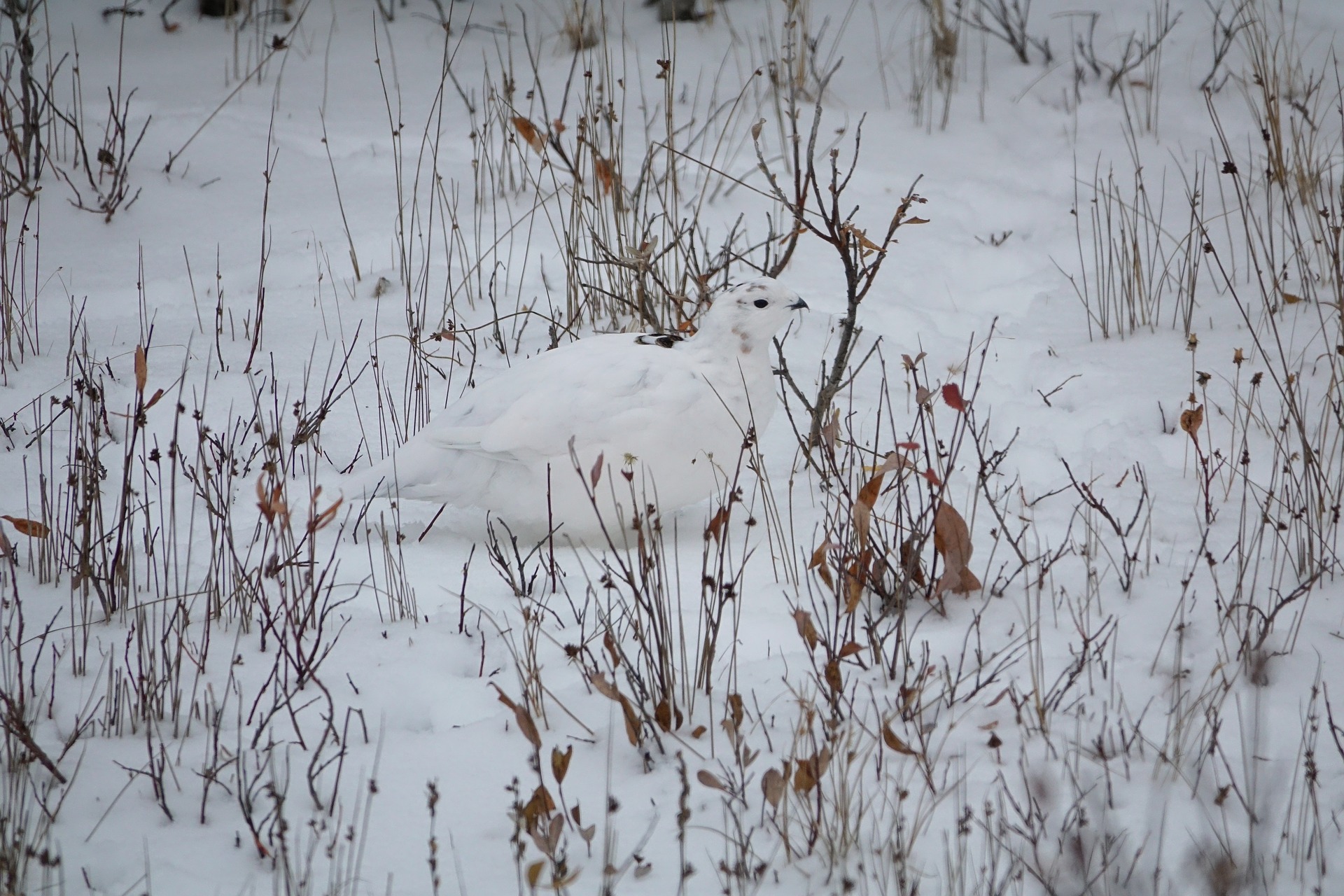 Das Alpenschneehuhn ist mit seinem warmen Winterkleid gut getrarnt (via pixabay von Margo Tanenbaum)