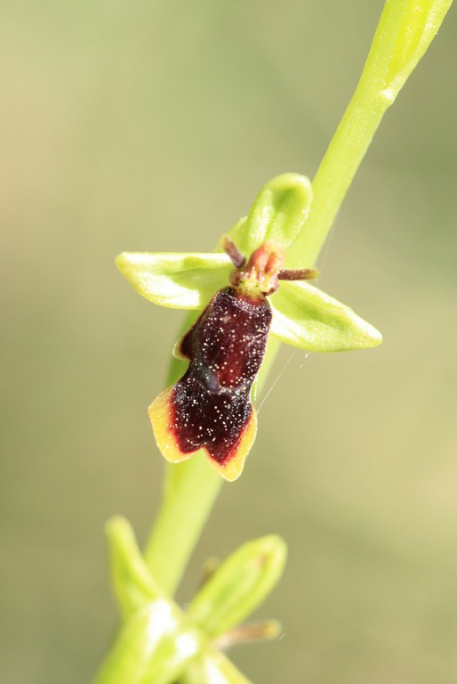 Ophrys sub-insectifera