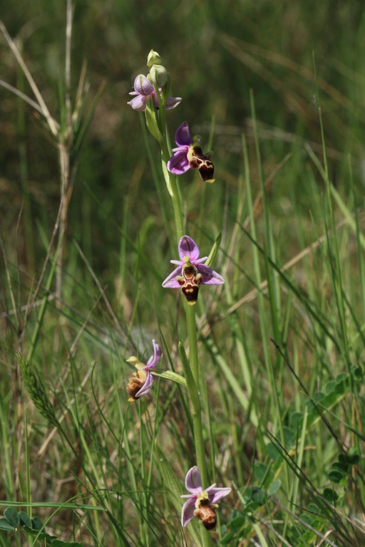 Ophrys scolopax picta