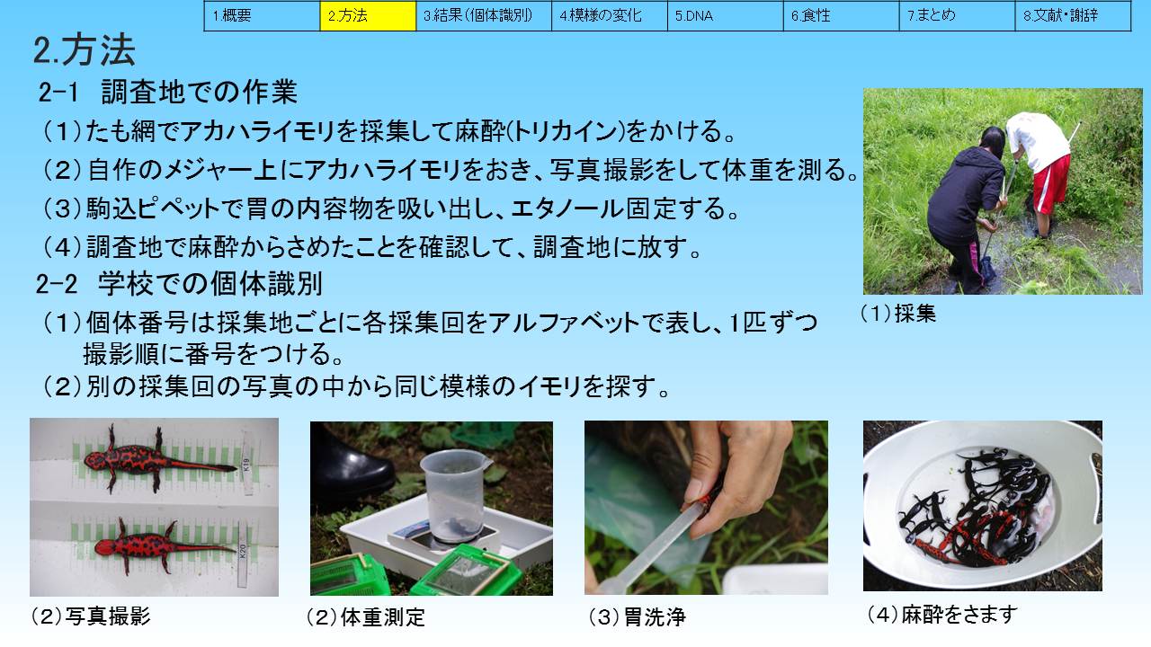 アカハライモリの個体識別と食性 アカハライモリの個体識別と食性
