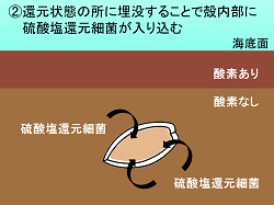 太古の微化石が天然のキューブ「黄鉄鉱」を作るまで微化石の黄鉄鉱化について