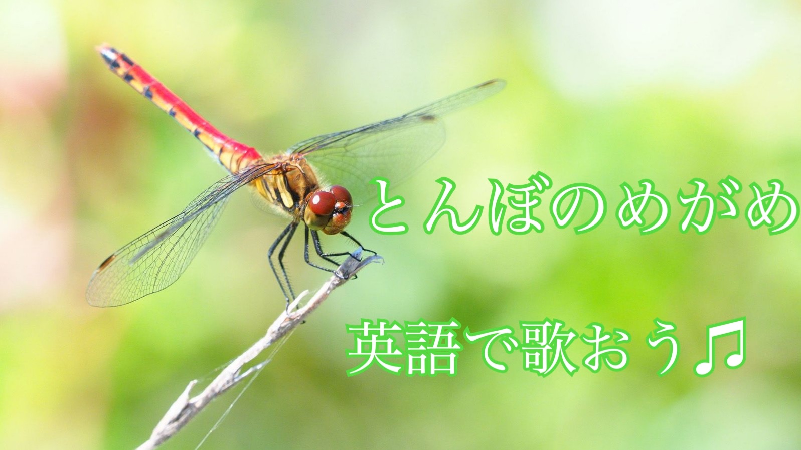 【日本の童謡を英語で歌う】「とんぼのめがね」を紹介♪