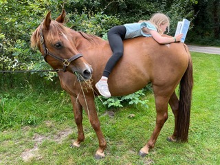 paardencoaching Helmond