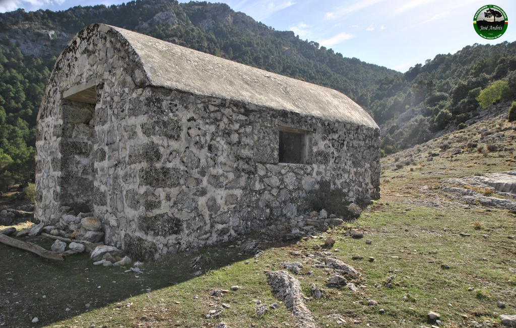 Rechita. (Sierra de Cazorla)