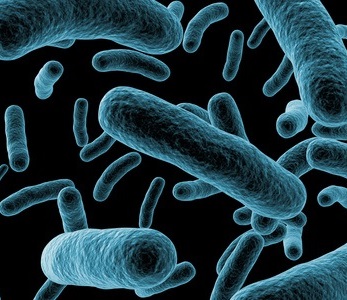 Gefährdungsanalyse Pseudomonas aeruginosa
