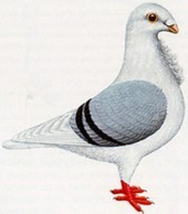 Franse krawaatduif of schildmeeuw
