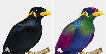 Grafische simulatie van hoe vogels UV-variaties zouden "zien", waarbij de gevarieerde waarneming van UV-weerkaatsing vertaald wordt in denkbeeldige kleuren.