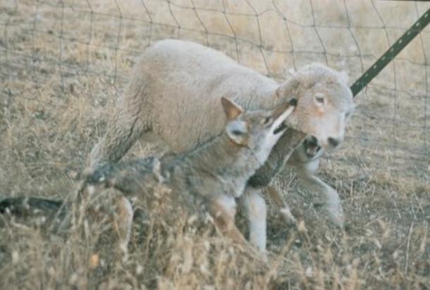 Un coyote ataca a menudo al picar la garganta de la presa 