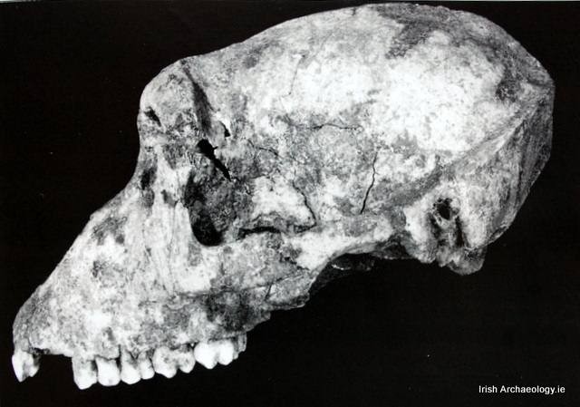 Cráneo de un mono de Berbería hallado en Fuerte Navan, Irlanda.