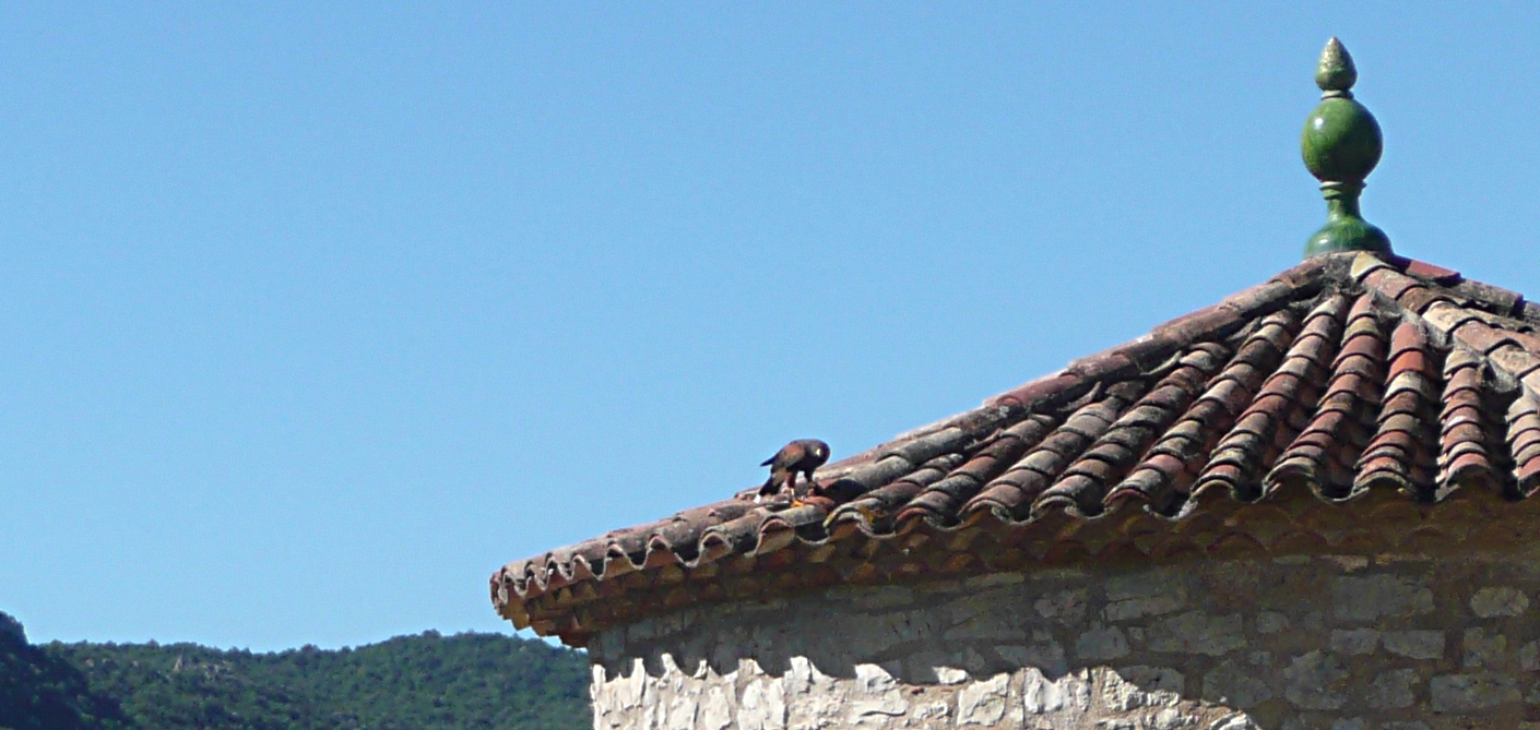 le fauconnier et ses oiseaux au château de Baulx