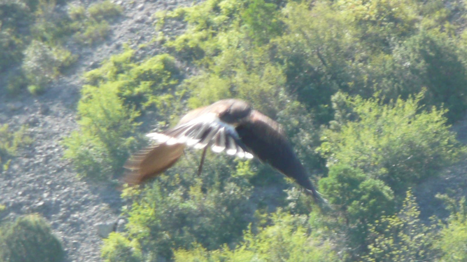 le fauconnier et ses oiseaux au château de Baulx