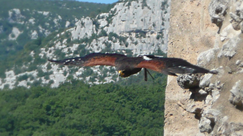 le fauconnier et ses oiseaux au château de Baulx