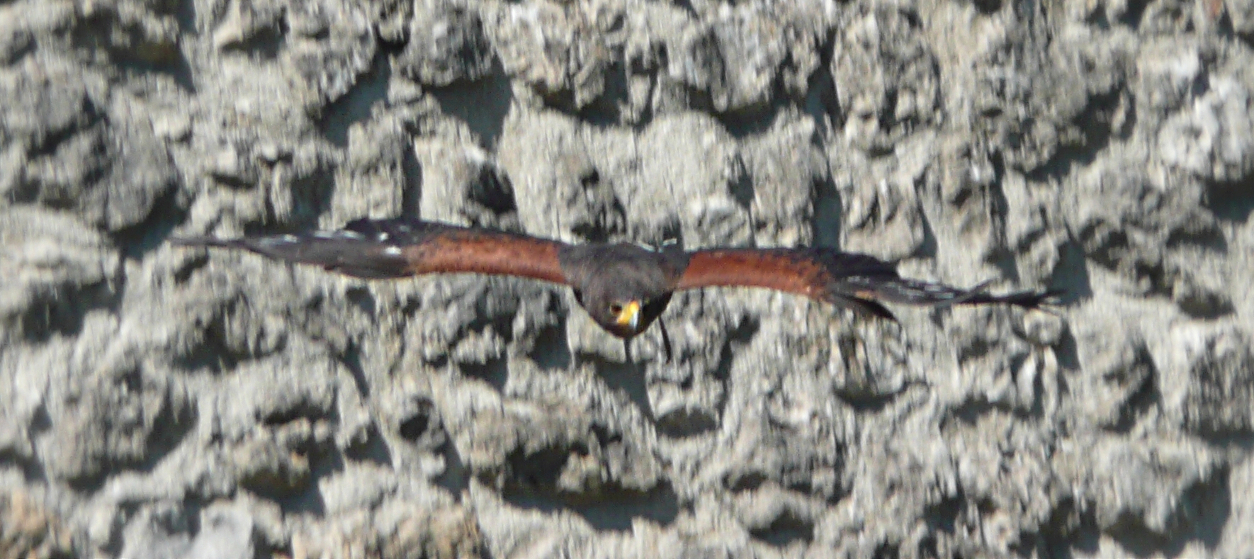 le fauconnier et ses oiseaux au château de Baulx