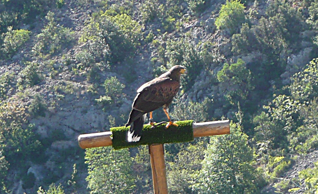 le fauconnier et ses oiseaux au château de Baulx