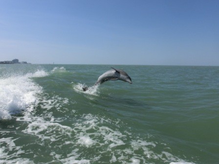 Delfine in Clearwater