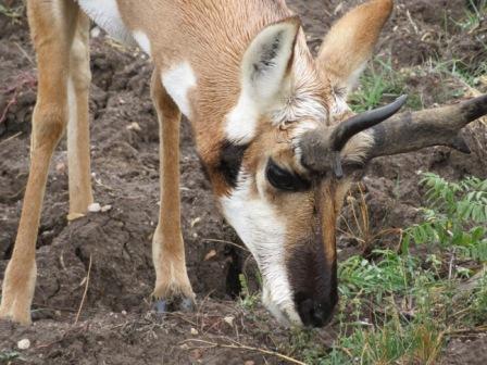 Pronghorn