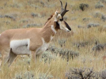 Pronghorn Antilope
