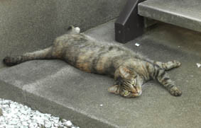 野良猫の幸せ風景の画像