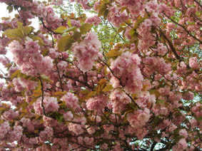 八重桜満開の画像