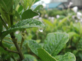 梅雨の雨の雫の画像