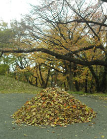 大量の落ち葉