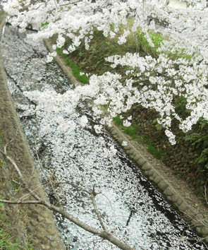 川面の桜満開の画像