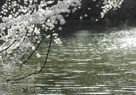 桜と水面と太陽と風の画像