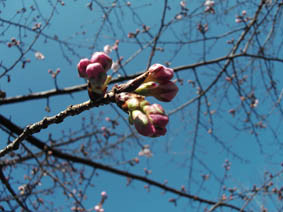 桜の蕾の画像