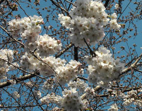 初々しい緑の桜の画像