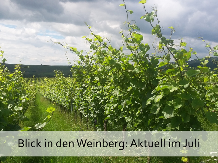 Blick in den Weinberg im Juli: Es grünt so grün wenn Deutschland Reben… wachsen