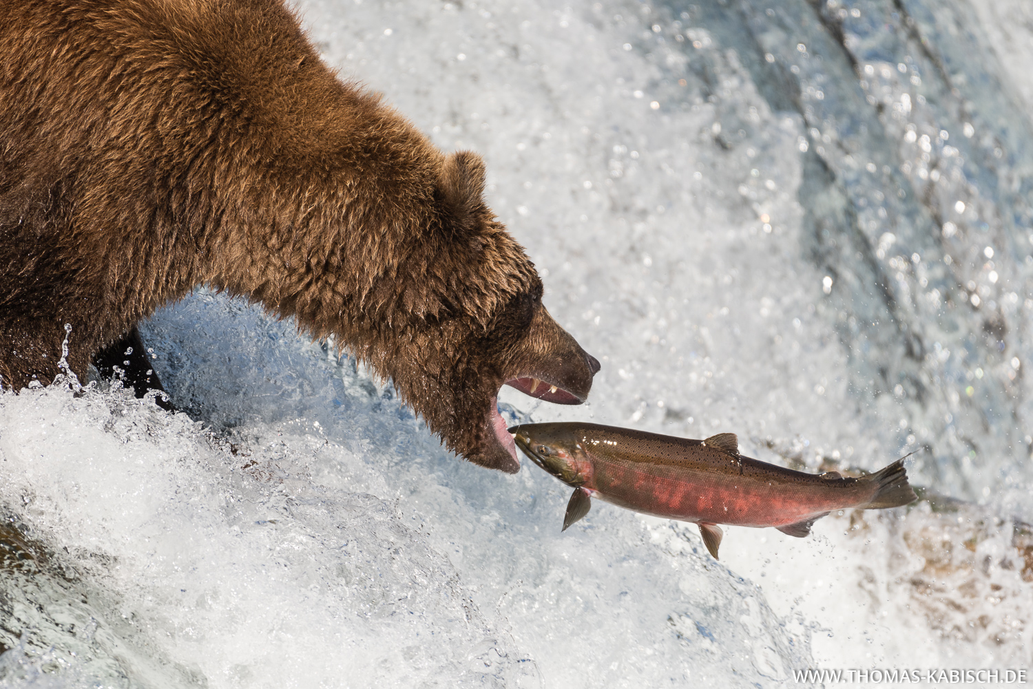 Alaska fotografieren - Bären, Gletscher und Polarlichter