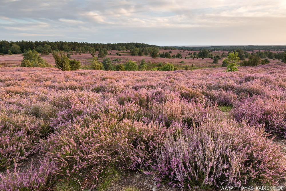 Unterwegs in der Lüneburger Heide