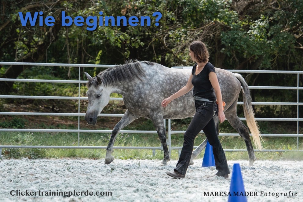 clickertraining, wo beginnen? Wo ist dein Pferd hier und heute?