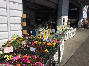 店舗紹介 岩倉種苗店 タネのイワクラ