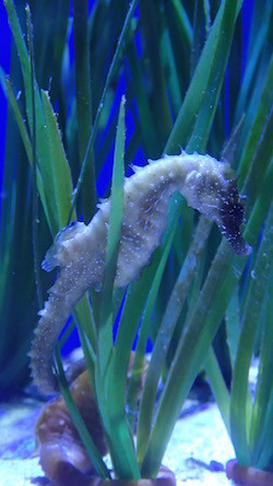 Seepferdchen im Ozeaneum, Stralsund