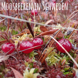 Blogpost: Moosbeeren in Schweden auf schwedenundso.de