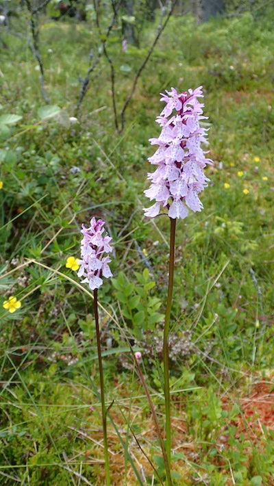 Pflanzen in Schweden - Gedanken zur schwedischen Flora - Schweden und so