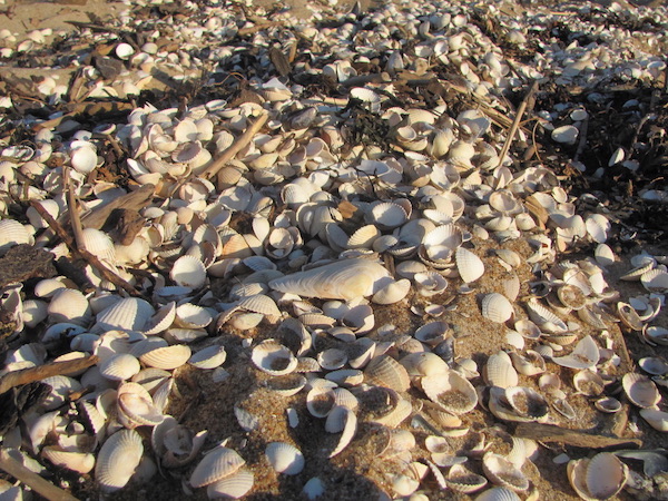 Muscheln am Strand