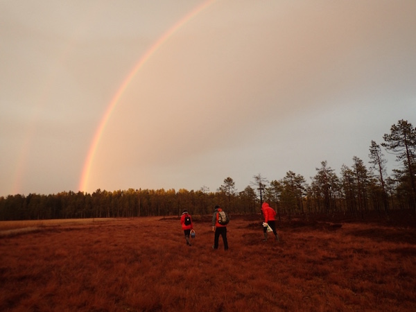 Beerensammeln im Herbst in Schweden