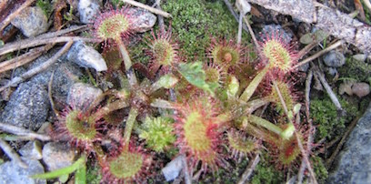 Rundblättriger Sonnentau, Drosera rotundifolia