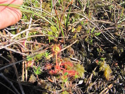 Droseria rotundifolia