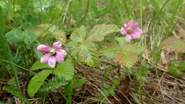 Pflanzen in Schweden - Gedanken zur schwedischen Flora - Schweden und so