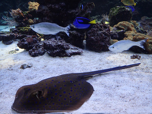 Rochen und Fische im Meeresmuseum in Stralsund