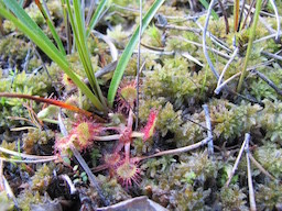 Droseria rotundifolia